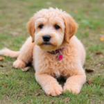 एक लैब्राडोर और पूडल मिक्स?