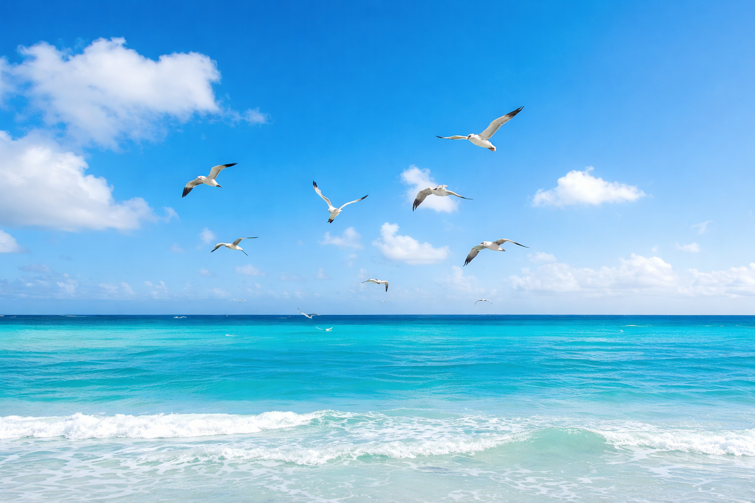 Seagulls-soaring-over-tropical-waves टर्क्स और कैकोस के जीव: 10 अद्भुत जानवर जिन्हें आपको ज़रूर जानना चाहिए